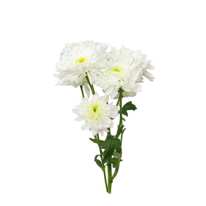 Chrysanthemum Spray 1 Boonta Flowers